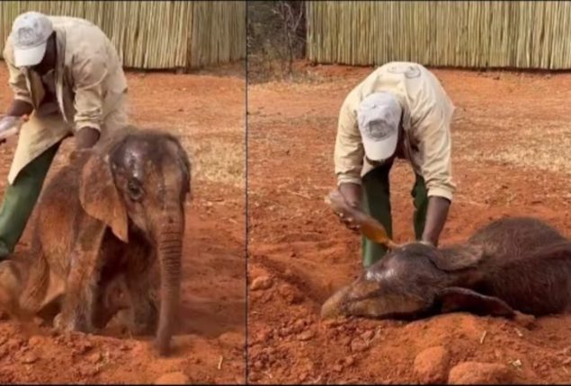 Cute Baby Elephant Gets the Royal Treatment at Spa