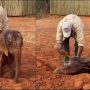 Cute Baby Elephant Gets the Royal Treatment at Spa
