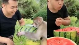 Heartwarming Friendship: Man Shares Watermelon with Monkey