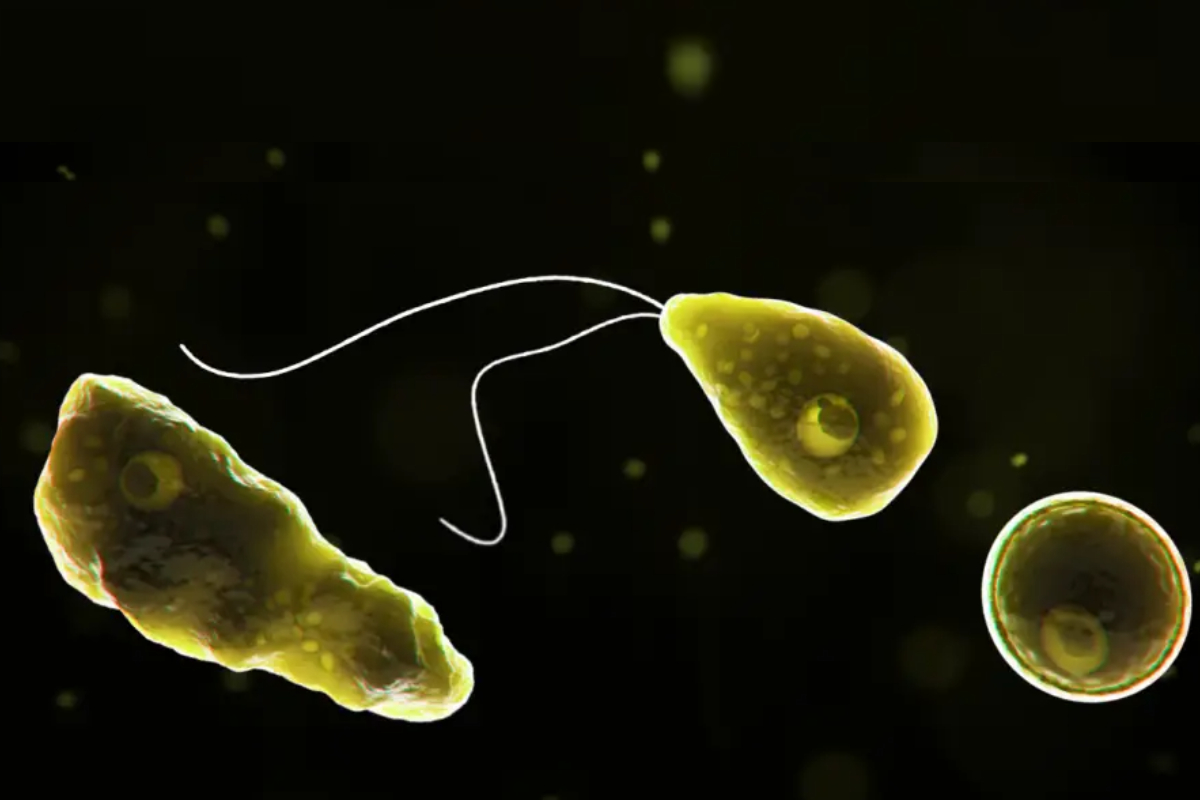 Naegleria
