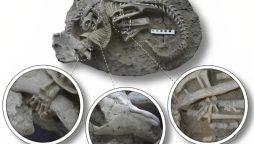 Fossil Discovers Mammals as Dinosaur Hunters