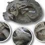 Fossil Discovers Mammals as Dinosaur Hunters
