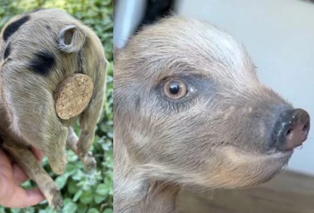 Woman Sells Taxidermy Piglets as Real-Life Piggy Banks