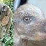 Woman Sells Taxidermy Piglets as Real-Life Piggy Banks