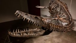 Loch Ness Monster-Inspired Dinosaur Bones Up for Auction