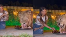 Viral Video: Lion and Woman Share Meal from the Same Plate