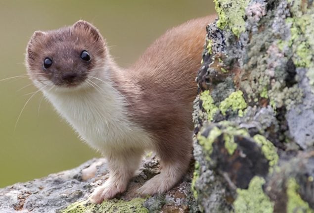 Wild Stoat