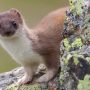 Wild Stoat Causes Chaos at New Zealand Airport