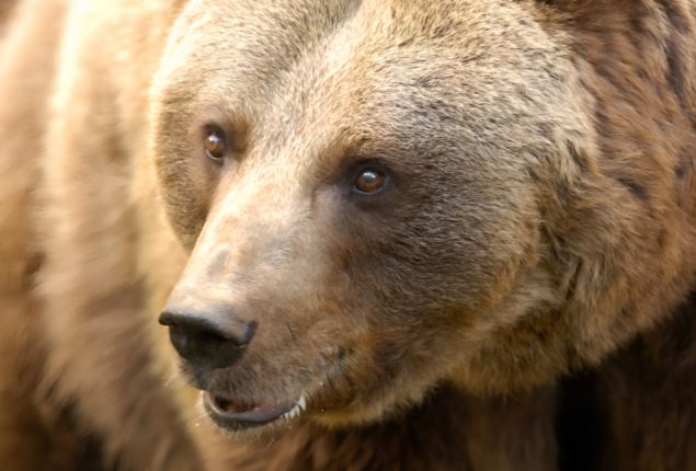 Jogger’s Killer Bear Gets Court Reprieve in Italy