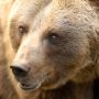 Jogger’s Killer Bear Gets Court Reprieve in Italy