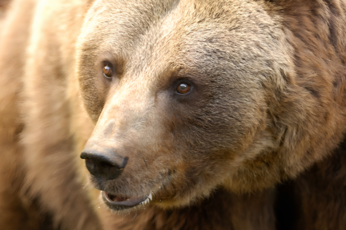 Bear