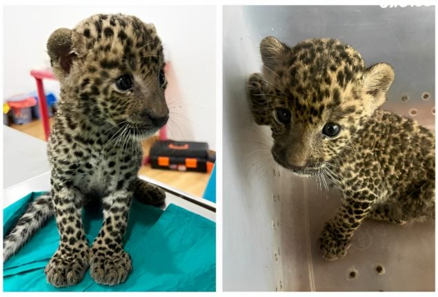 Viral: Leopard Cub Reunited with Mother