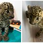 Viral: Leopard Cub Reunited with Mother