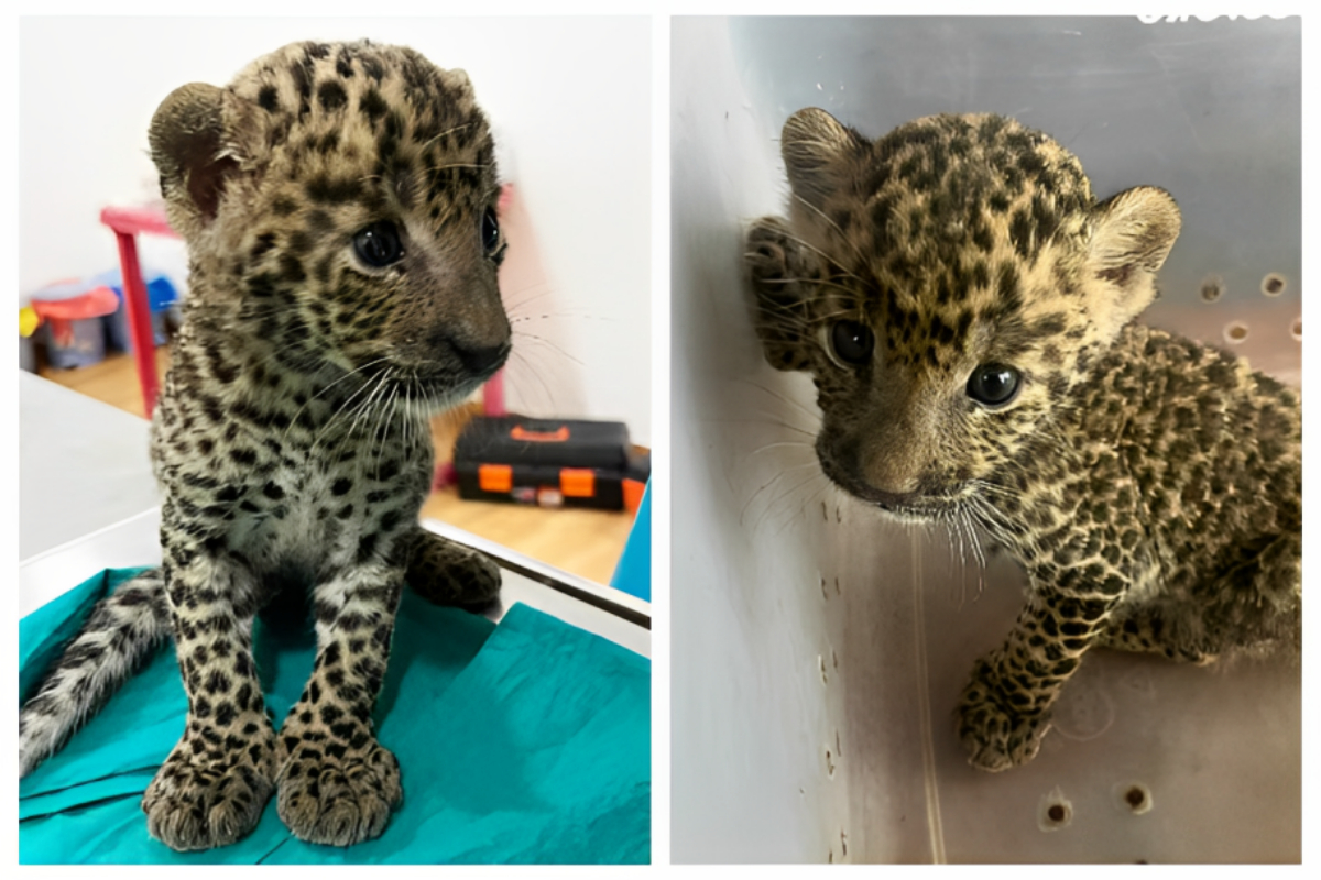 Leopard Cub