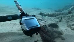 Octopus Snatches Diver’s GoPro: Underwater Clash!