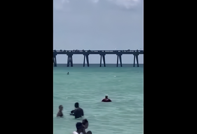 Picnickers escape shark attack as it swims dangerously near to them