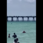 Picnickers escape shark attack as it swims dangerously near to them