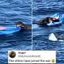 Viral Video: Surfboard-Stealing Sea Otter on the Loose!