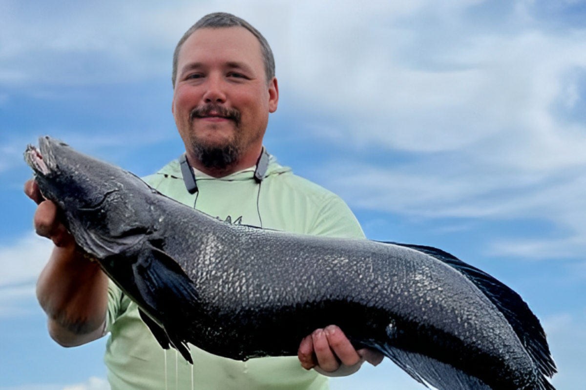 Northern Snakehead