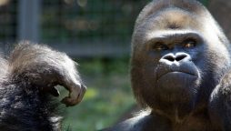 Zoo Requests: No Phone Videos for Gorillas
