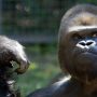 Zoo Requests: No Phone Videos for Gorillas