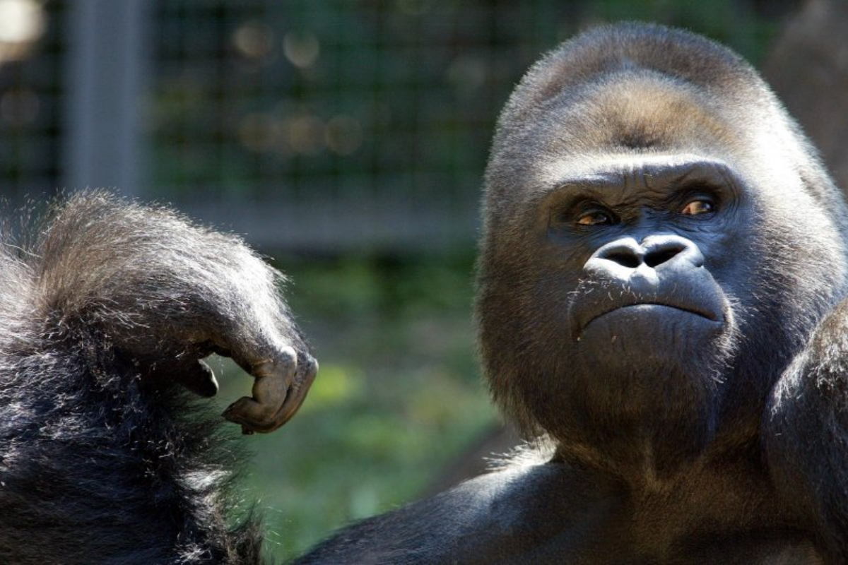 Gorillas