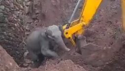 Tender Elephant Calf Rescue Captures Hearts Worldwide