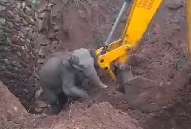 Tender Elephant Calf Rescue Captures Hearts Worldwide