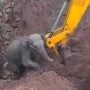 Tender Elephant Calf Rescue Captures Hearts Worldwide
