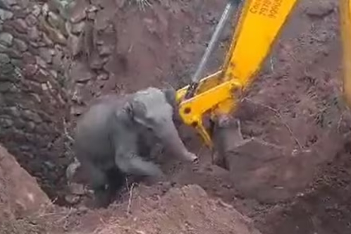 Tender Elephant Calf Rescue Captures Hearts Worldwide