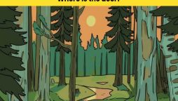 Visual Test: Can you spot the deer in the woods in 7 seconds?
