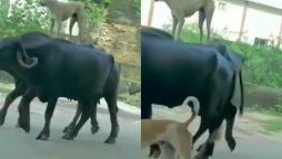 Dog Rides Buffaloes
