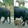 Dog Rides Buffaloes, Netizens’ Ajay Devgn Training Remark