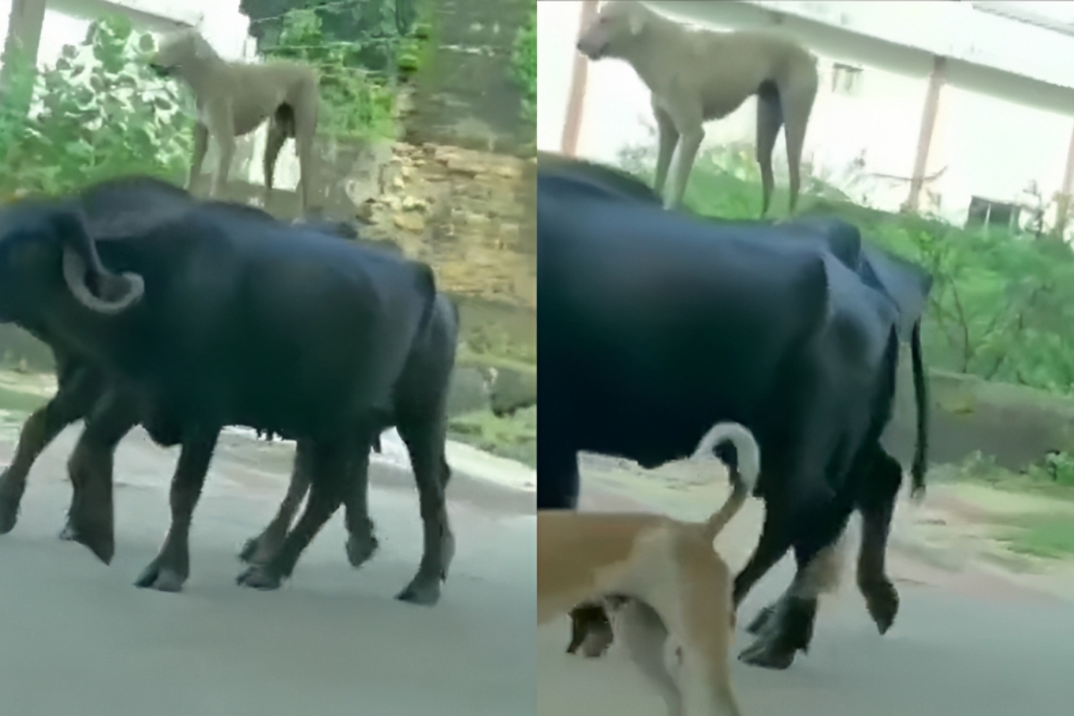 Dog Rides Buffaloes