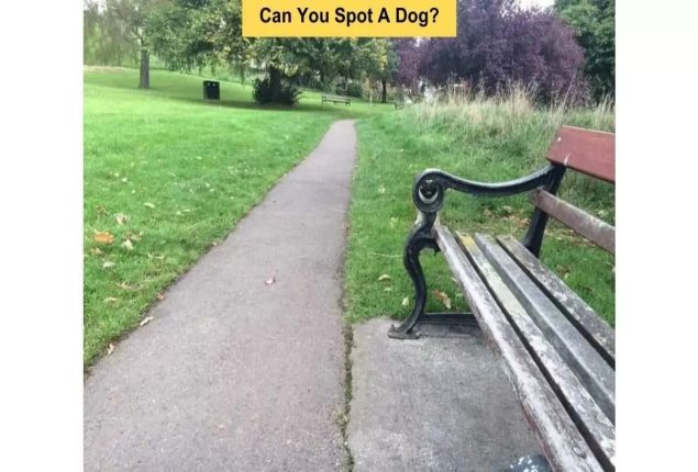 Brain teaser challenge: Spot The Dog Within 6 Seconds