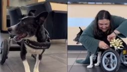 Rescue Dog Wheelchair Tale