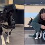 Bunny the Rescue Dog: A Mercedes-Benz Wheelchair Tale