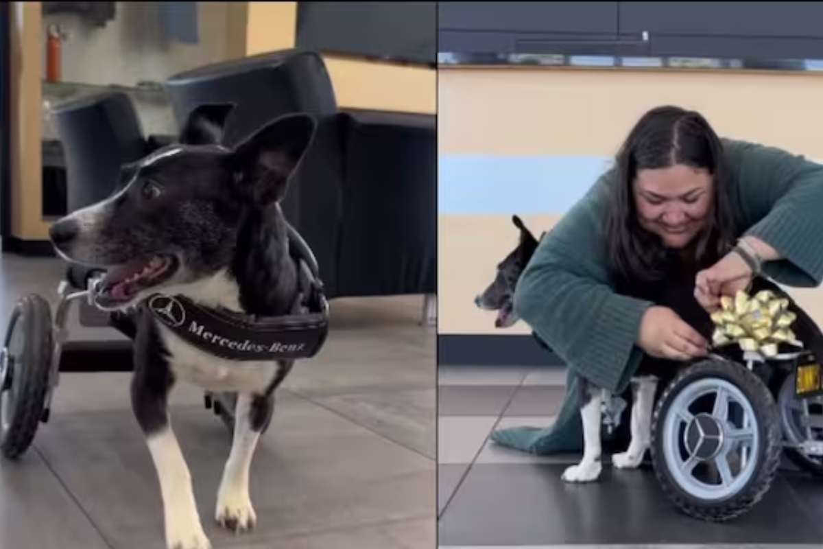 Rescue Dog Wheelchair Tale