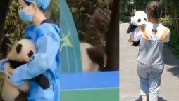 Baby Panda Seeks Hug After Fall, Internet Melts