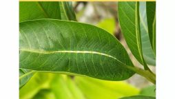 Optical Illusion IQ Test: Spot The Caterpillar Within 6 Seconds