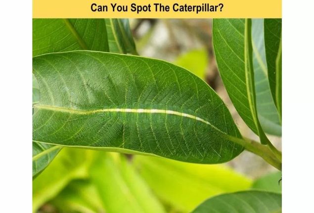 Optical Illusion IQ Test: Spot The Caterpillar Within 6 Seconds