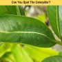 Optical Illusion IQ Test: Spot The Caterpillar Within 6 Seconds