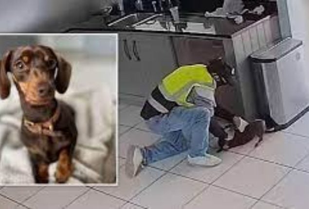 Man Caught Stealing Terrified Dachshund Named Twiglet