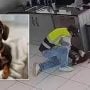 Man Caught Stealing Terrified Dachshund Named Twiglet