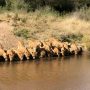 Viral Video: 20 Lions Gather on River Bank to Drink