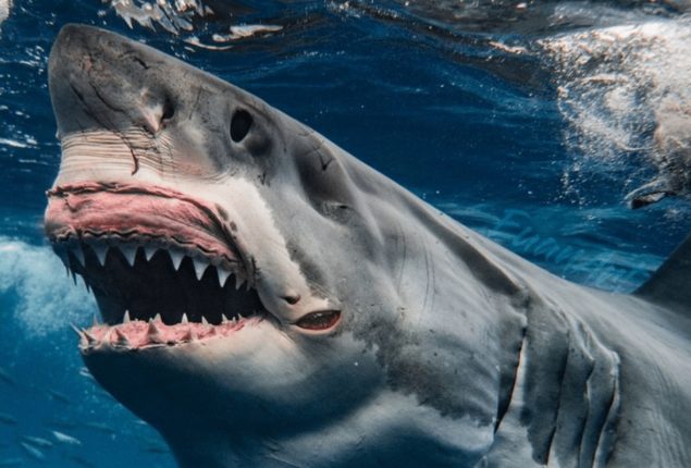 Shark