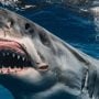 Close Encounter: Shark Approaches Swimmers on Florida Beach