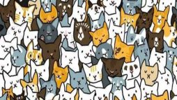 Optical Illusion: Find the hidden bunny among the Cats