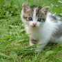 Viral Video: Adorable Kitty Meows at Netflix Sound