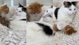 Cat Adopts Kitty
